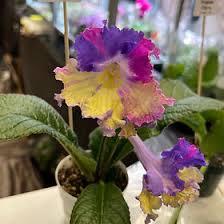 Image result for Streptocarpus sp.nov. aff. S. grandis
