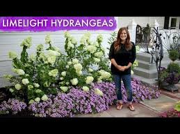 The lime hydrangea tree features deep, rich green foliage all the tree form limelight hydrangea growth rate is very rapid. Limelight Hydrangea Spotlight Youtube
