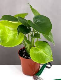 Image result for Monstera