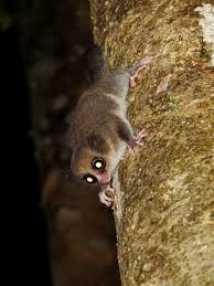 Image result for Allophylus tanzaniensis