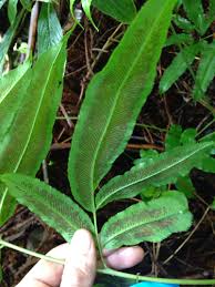 Image result for Coniogramme africana