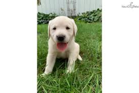Our puppies have been seen by a vet and have current vaccinations and dewormings. Labrador Retriever Puppy For Sale Near Iowa City Iowa 6941a11e 7ae1
