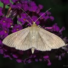 Image result for Swertia pleurogynoides