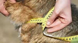 Add 2 to 2.5 to to your neck measurement for larger dogs and 1 to 2 for smaller dogs. Simple Ways To Measure Dog Collar Size 9 Steps With Pictures