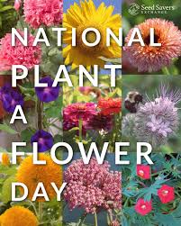 Image result for Cornflower 1994 Reliant