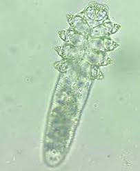 Image result for Demodex brevis