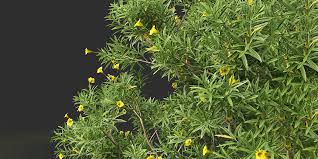 Image result for Cascabela thevetia