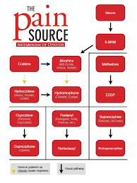 Metabolism Of Benzodiazepines The Pain Source Makes