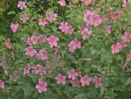 Image result for Kosteletzkya