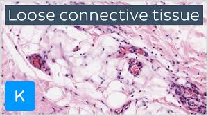 '1) cells of connective tissue. Definition And Types Of Connective Tissue Kenhub