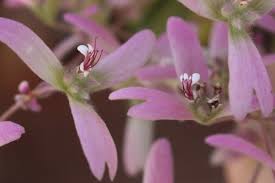 Image result for Congea