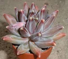 The more you're attempting to hybridize, the better your. Pachyphytum Compactum Red Tips Form 5cm Succulent Plant Echeveria Ariocarpus L Succulents Cacti And Succulents Succulent Gardening