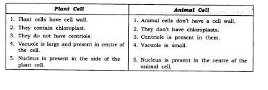 All animal cells contain lysosomes. Differentiated Between Plant Cell And Animal Cell Brainly In