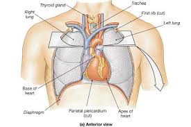 Pin On Teaching Human Body Circulatory System