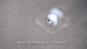 Urban Dictionary Author Pookiesgramma