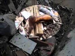 Muitas fotos dos corpos depois do acidente foram publicadas na internet. Policia Encontrar Pedacos De Corpos Dentro De Valao Youtube