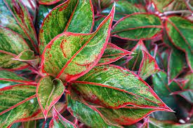 Also, they take lesser place than the huge trees with red leaves. 23 Colorful Houseplants To Warm Up Your Winter Gardener S Path