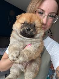 Pure Joy Chow Chow FCI