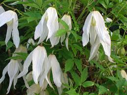Clematis alpina is a lovely early flowering clematis with nodding blue flowers with a white centre. Munster Baumschulen Wildformen