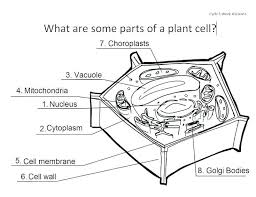 Their distinctive features include primary cell walls containing cellulose, hemicelluloses and pectin, the presence of plastids with the capability to perform photosynthesis and store starch. Plant Cell Worksheet Answers Coloring Sheet Answer Key Grade 11 Biology Worksheets Corner Anim Plant Cell Diagram Animal Cells Worksheet Plant And Animal Cells