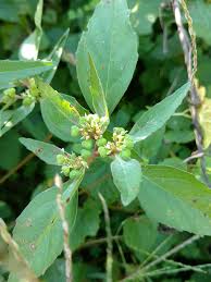 Image result for Multidentia exserta