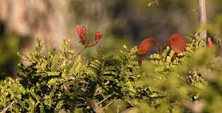 Image result for Schotia afra