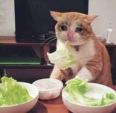 Pin On Cuteness Over Load