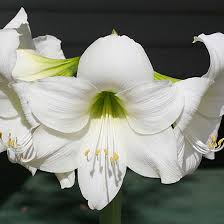 Maybe you would like to learn more about one of these? Top 25 Most Beautiful White Flowers