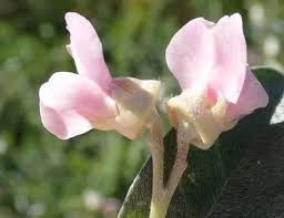 Image result for Podalyria