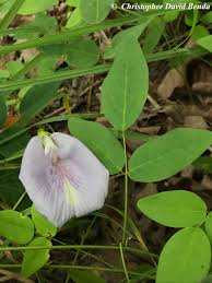 Image result for Clitoria