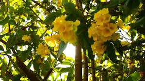 We did not find results for: Yellow Flowers Growing On A Stock Footage Video 100 Royalty Free 1024411784 Shutterstock