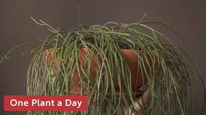 Image result for Rhipsalis baccifera