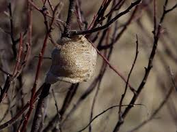 In all of the 147 reports of the case, data shows that 12. Insect Praying Mantis Egg Case Eggs Mantis Pikist