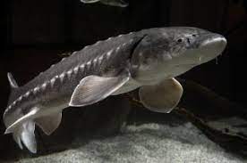 ↑pacific sturgeon, ↑white sturgeon, ↑sacramento sturgeon • hypernyms. Zootierlistehomepage