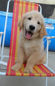 Pin By Fran Carlen Jones On Animal Art Cute Dogs Retriever Puppy Golden Retriever