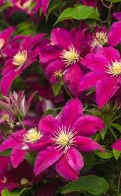 Unlike many congeners, it is not so high (maximum 1.5 meters), compact. Clematis