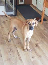 Pin On Black Mouth Cur