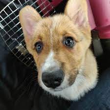 Henry S Got Some Piercing Eyes Puppies Corgi Puppy Love