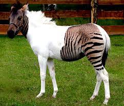 We did not find results for: Meet The Zorse Half Zebra Half Horse
