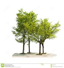 Image result for trees against white background
