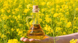 Canola oil contains a very high amount of erucic acid. Healthbytes Here S Everything You Should Know About Canola Oil Newsbytes