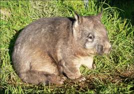 Image result for Northern hairy-nosed wombat