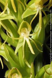 Image result for Habenaria riparia