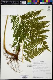 Image result for Pteris buchananii