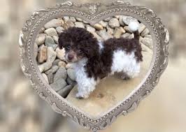 Black And White Toy Poodle Puppies Check It Out Poodle Puppies For Sale Dog Boutique Pet Boutique