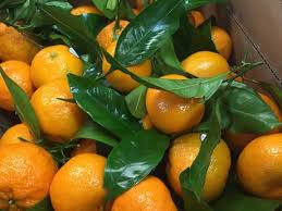Check spelling or type a new query. Stem Leaf A Wonderful Barometer Of Freshness In Mandarins