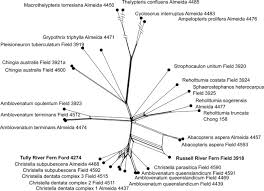 Image result for Amblovenatum