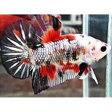 Hàng giống cho ae đam mê betta. Amazon Com Aquarium Plants Discounts Betta Koi Male 2 3 Inches Freshwater Live Tropical Fish Pet Supplies