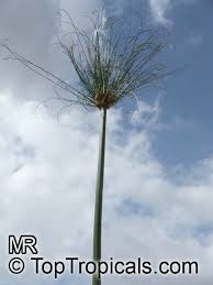 Image result for Cyperus sp.no.9