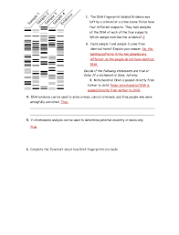 Steve wick breaks it down. Dna Profiling Gizmo Worksheet Answer Key Preview Answer Key Guidance 2021